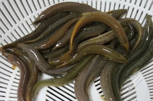 1709027157805529.jpg u=1596068072,2346239430&fm=253&fmt=auto&app=138&f=JPEG.webp.jpg